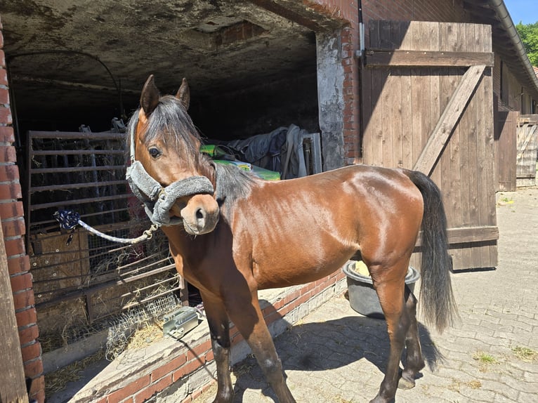 Arabe égyptien Étalon 3 Ans 141 cm Bai in Warmsen
