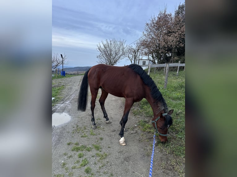 Arabe égyptien Étalon 3 Ans 155 cm Bai in Trecella