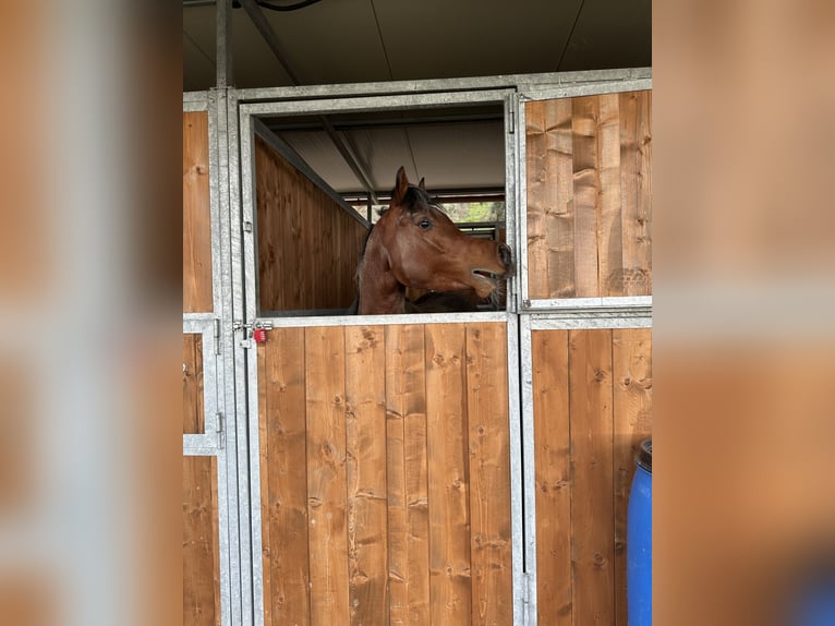 Arabe égyptien Étalon 3 Ans 155 cm Bai in Trecella