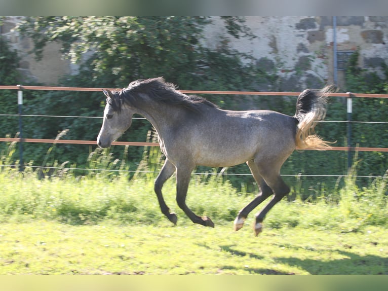 Arabe égyptien Étalon 3 Ans 155 cm Gris in Seßlach