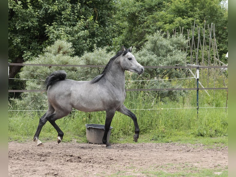 Arabe égyptien Étalon 3 Ans 155 cm Gris in Seßlach