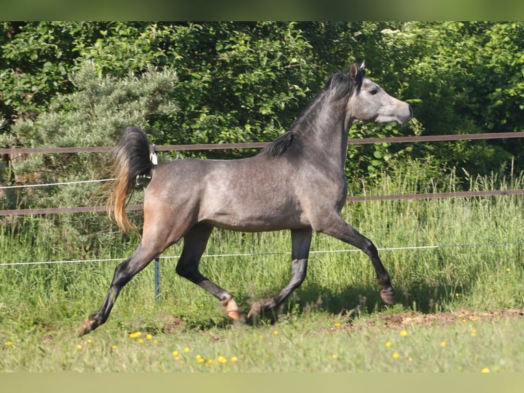 Arabe égyptien Étalon 3 Ans 155 cm Gris in Seßlach