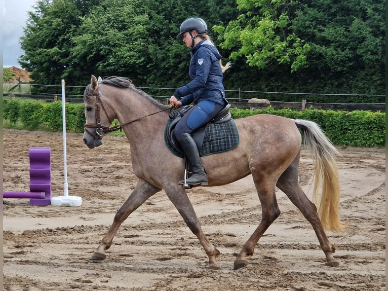 Arabe égyptien Étalon 3 Ans 155 cm Gris moucheté in Willebringen