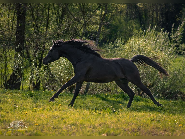 Arabe égyptien Étalon 3 Ans 155 cm Noir in Biesdorf