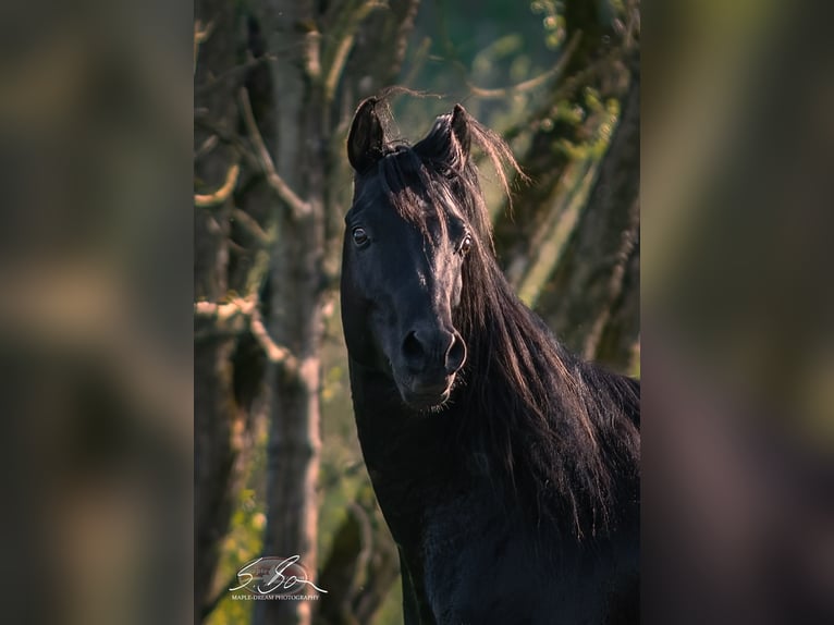 Arabe égyptien Étalon 3 Ans 155 cm Noir in Biesdorf