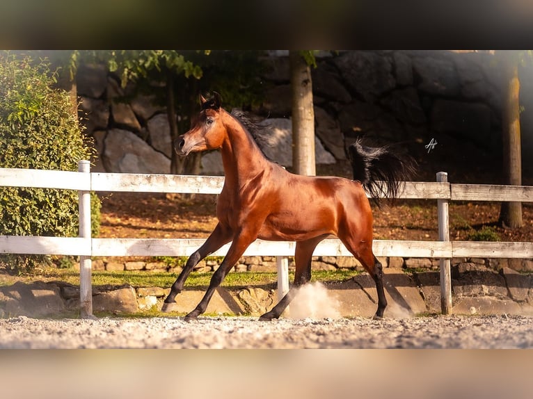 Arabe égyptien Étalon 3 Ans 158 cm Bai in Piacenza