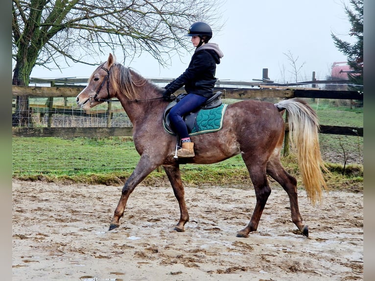 Arabe égyptien Étalon 3 Ans 158 cm Gris moucheté in Willebringen