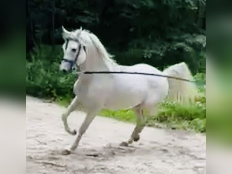 Arabe égyptien Étalon 4 Ans 155 cm Gris pommelé in Zofingen