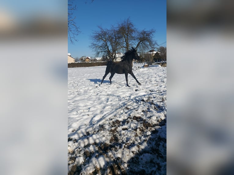 Arabe égyptien Étalon 5 Ans 158 cm Noir in Zagreb