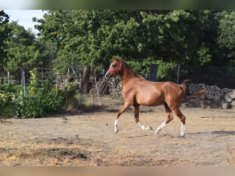 Arabe égyptien Étalon 5 Ans Alezan in Bejar