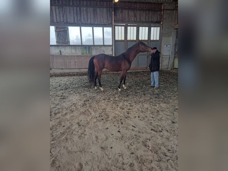 Arabe égyptien Étalon 6 Ans 150 cm Bai in Trumau