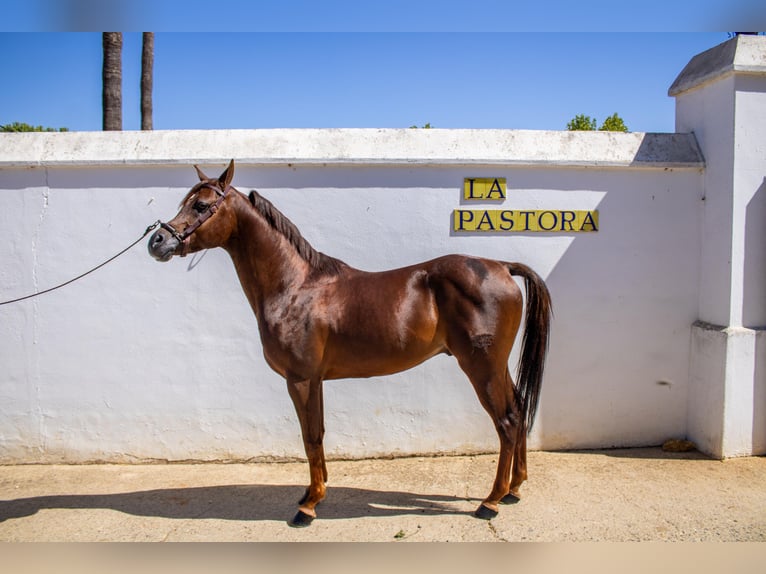 Arabe égyptien Étalon 6 Ans 151 cm Alezan in Sevilla