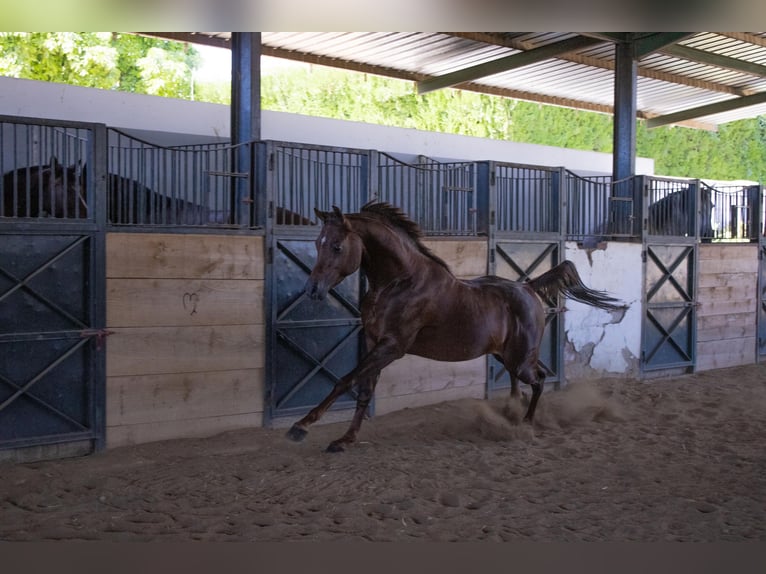 Arabe égyptien Étalon 6 Ans 151 cm Alezan in Sevilla