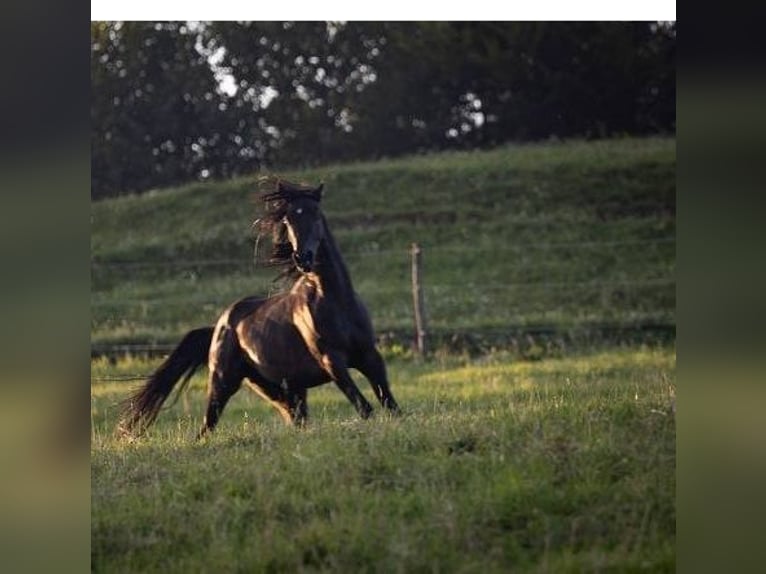 Arabe égyptien Étalon 6 Ans 152 cm Noir in Stallhofen