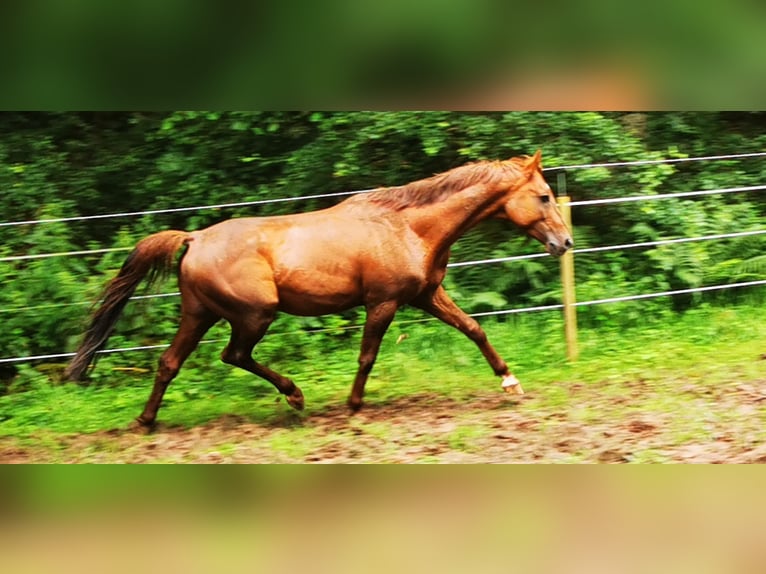 Arabe égyptien Étalon 7 Ans 148 cm Alezan in Thaleischweiler-Fröschen