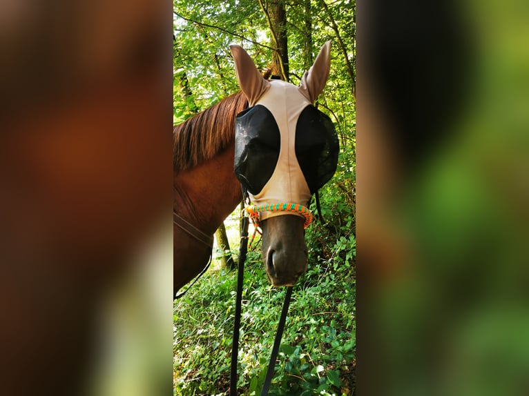 Arabe égyptien Étalon 7 Ans 148 cm Alezan in Thaleischweiler-Fröschen