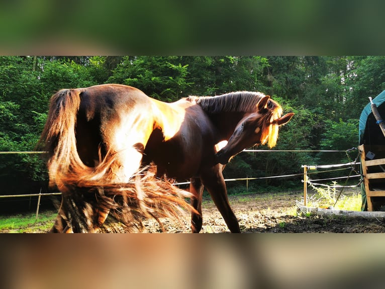 Arabe égyptien Étalon 7 Ans 148 cm Alezan in Thaleischweiler-Fröschen