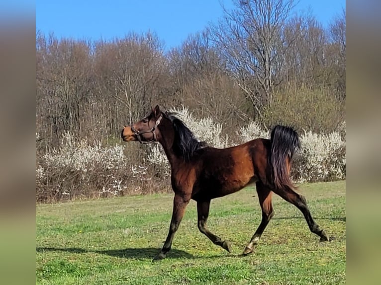 Arabe égyptien Étalon 9 Ans 155 cm Bai in Petrinja