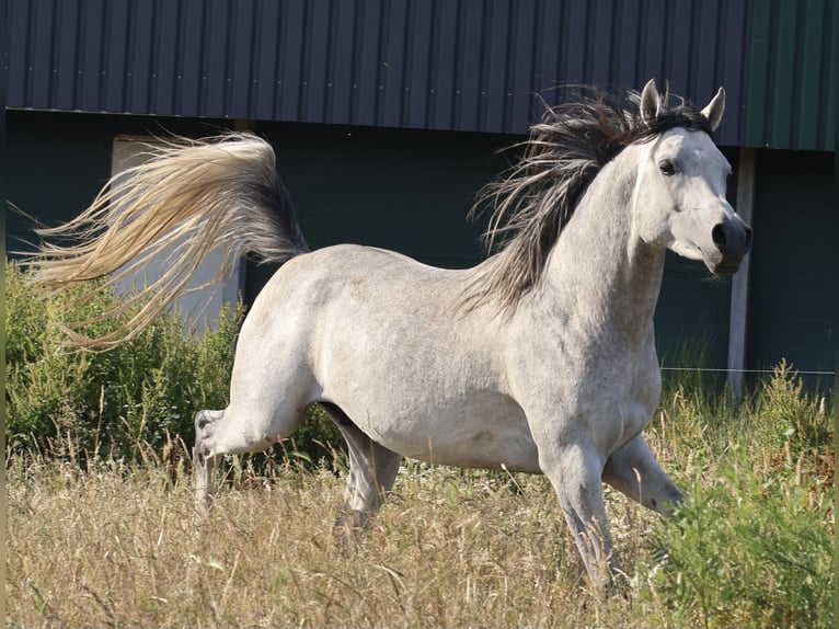 Arabe égyptien Étalon Gris in Groesbeek