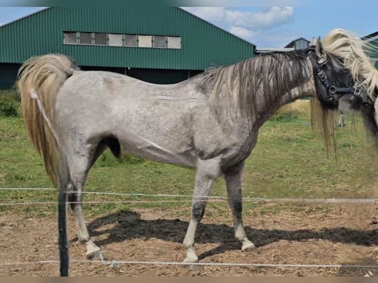 Arabe égyptien Étalon Gris in Groesbeek