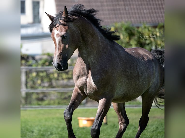 Arabe égyptien Étalon Peut devenir gris in Blankenhain