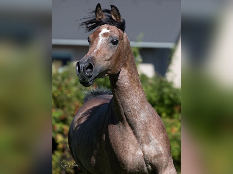 Arabe égyptien Étalon Peut devenir gris in Blankenhain