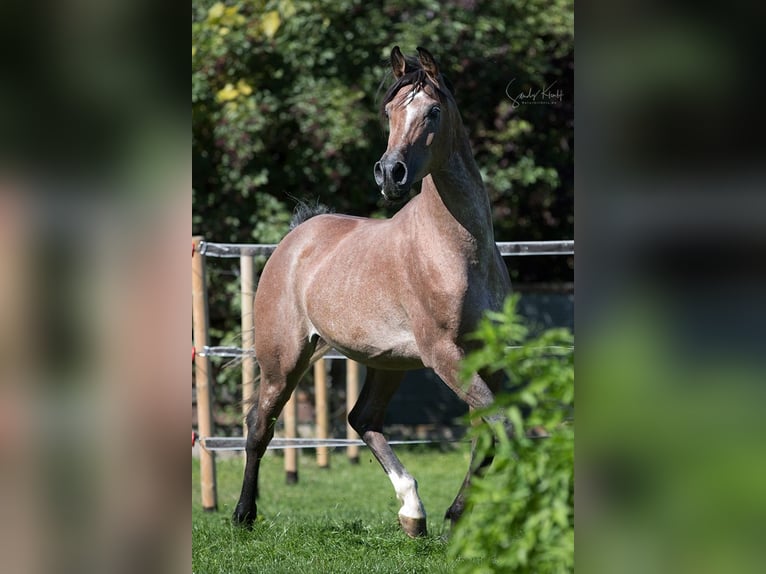 Arabe égyptien Étalon Peut devenir gris in Blankenhain