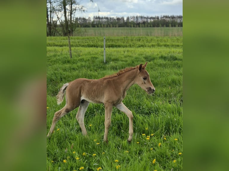 Arabe égyptien Étalon Poulain (03/2024) 150 cm Alezan brûlé in Engelschoff