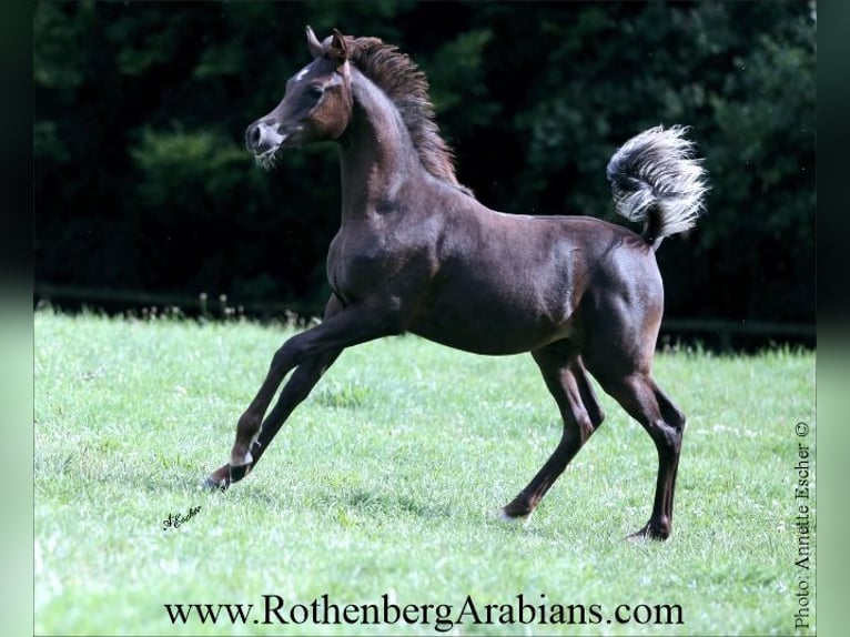 Arabe égyptien Étalon Poulain (03/2025) 154 cm Noir in Monheim
