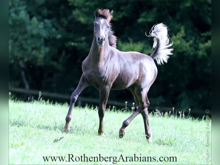 Arabe égyptien Étalon Poulain (03/2025) 154 cm Noir in Monheim