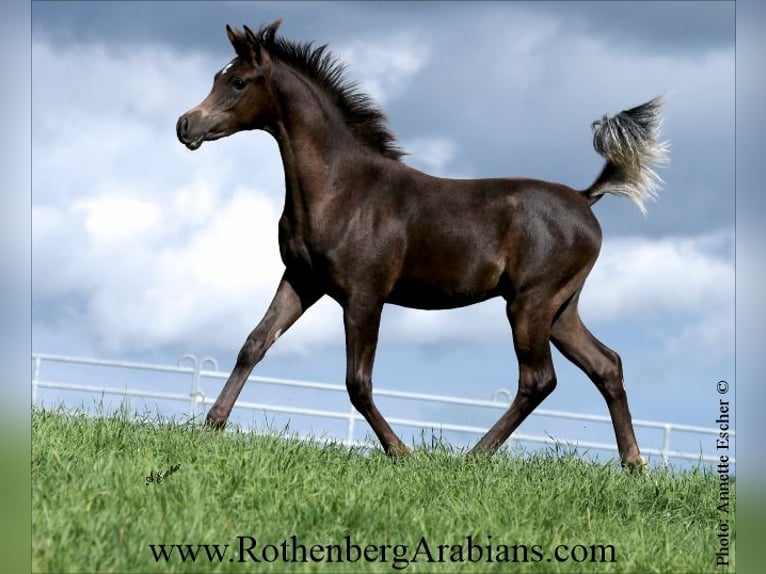 Arabe égyptien Étalon Poulain (03/2025) 154 cm Noir in Monheim