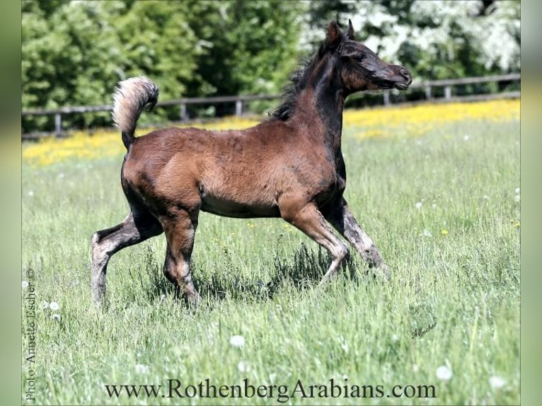 Arabe égyptien Étalon Poulain (04/2025) 154 cm Noir in Monheim