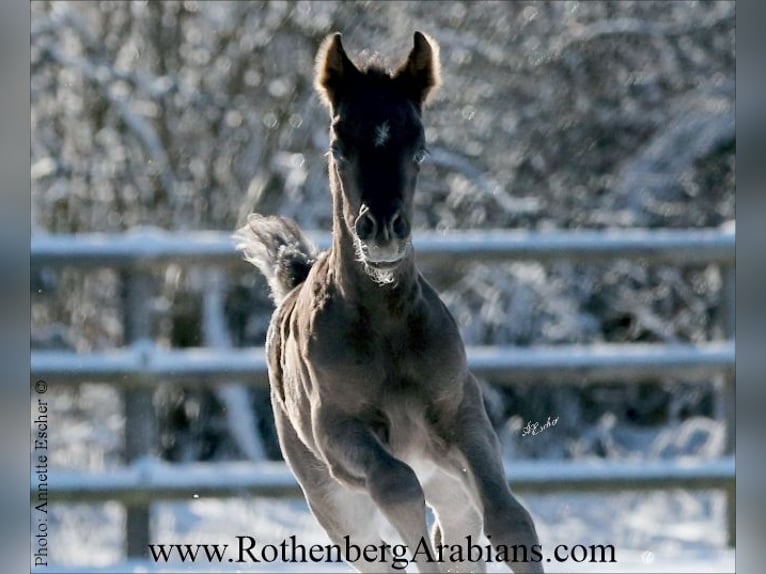 Arabe égyptien Étalon Poulain (02/2026) 155 cm Noir in Monheim