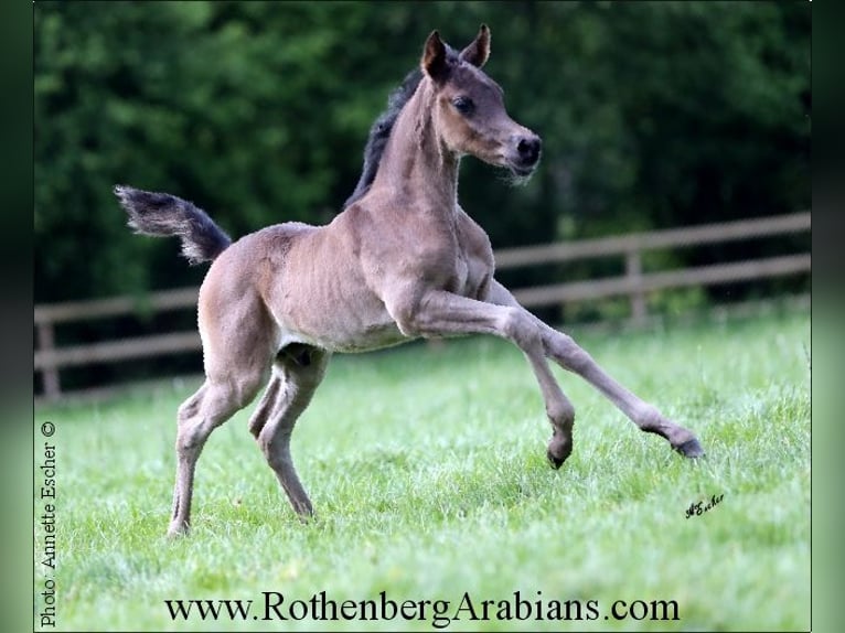 Arabe égyptien Étalon Poulain (04/2024) 156 cm Noir in Monheim