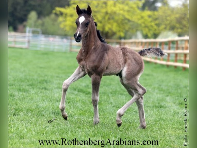 Arabe égyptien Étalon Poulain (04/2024) 156 cm Noir in Monheim