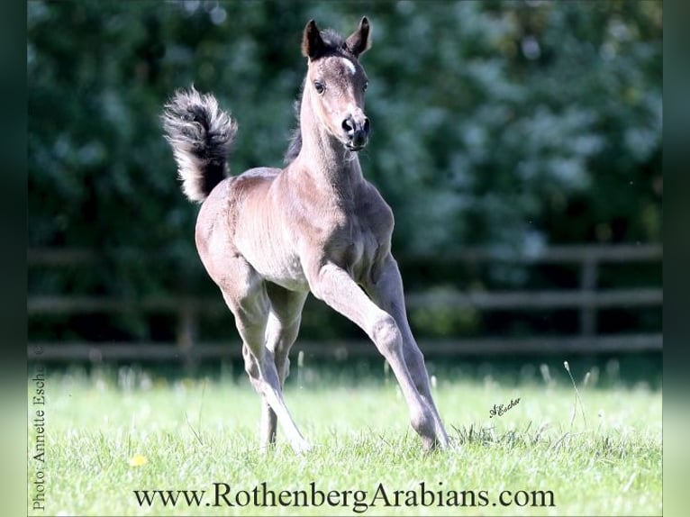 Arabe égyptien Étalon Poulain (04/2026) 156 cm Noir in Monheim