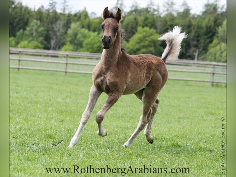 Arabe égyptien Étalon Poulain (04/2026) 156 cm Noir in Monheim
