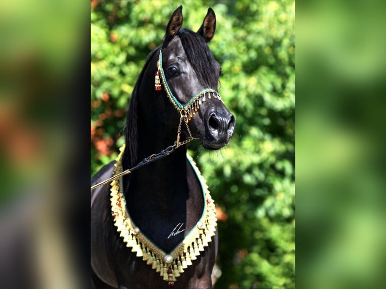 Arabe égyptien Étalon  156 cm Noir in Monheim