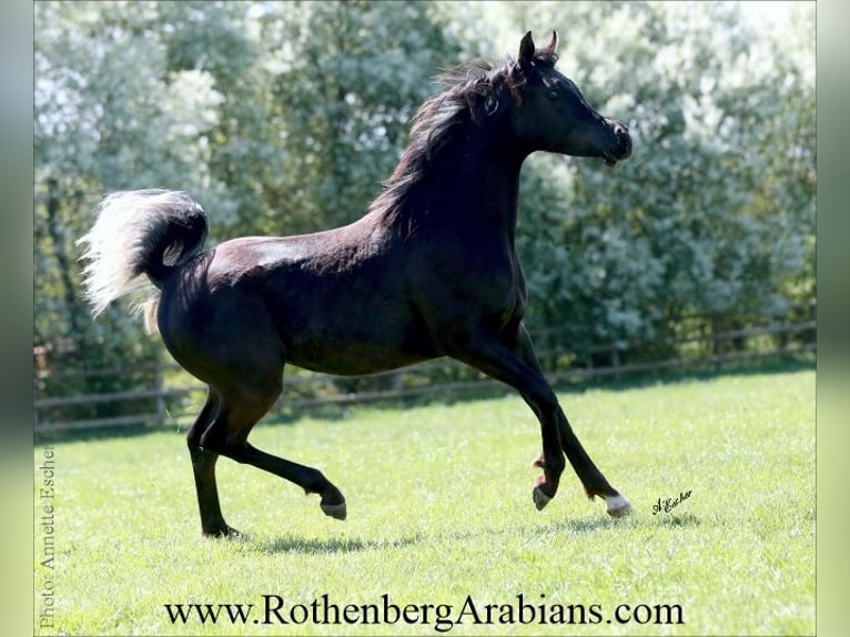 Arabe égyptien Étalon Poulain (01/2026) 156 cm Noir in Monheim