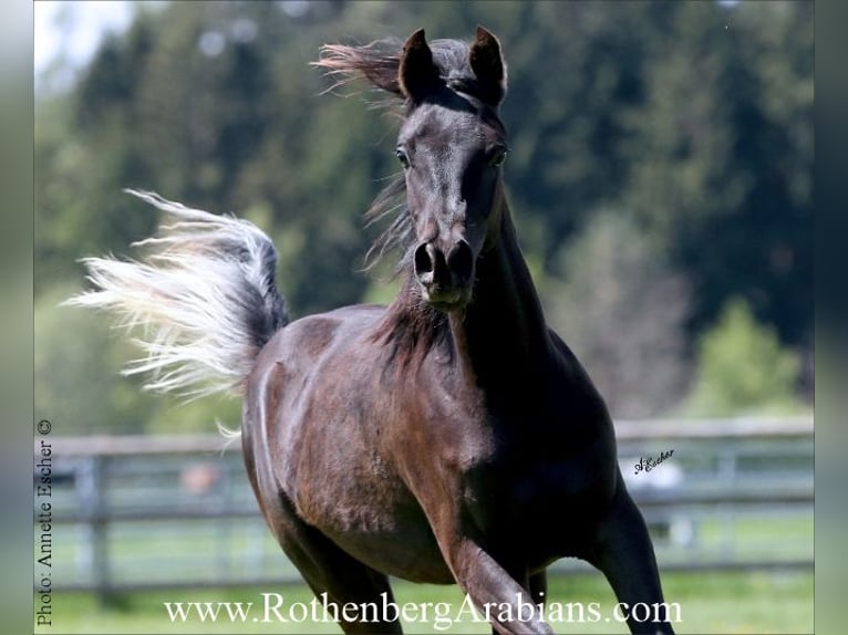 Arabe égyptien Étalon Poulain (01/2026) 156 cm Noir in Monheim