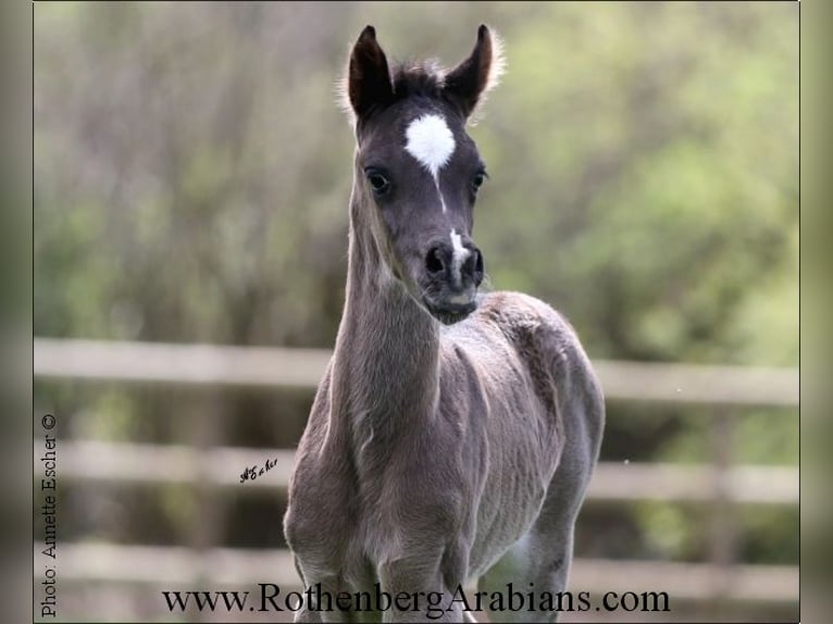 Arabe égyptien Étalon Poulain (03/2024) 157 cm Noir in Monheim