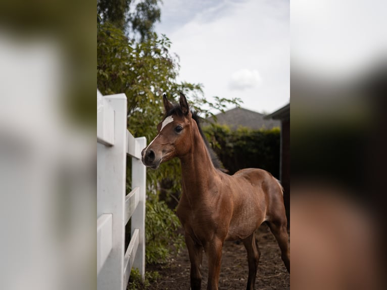 Arabe égyptien Étalon Poulain (03/2025) 160 cm Bai in Ludwigsfelde