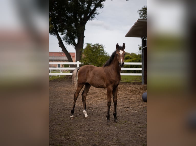 Arabe égyptien Étalon Poulain (03/2025) 160 cm Bai in Ludwigsfelde