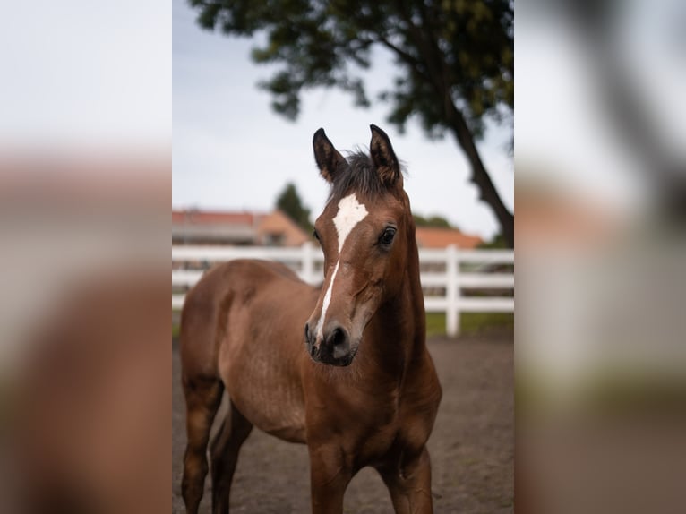 Arabe égyptien Étalon Poulain (03/2025) 160 cm Bai in Ludwigsfelde