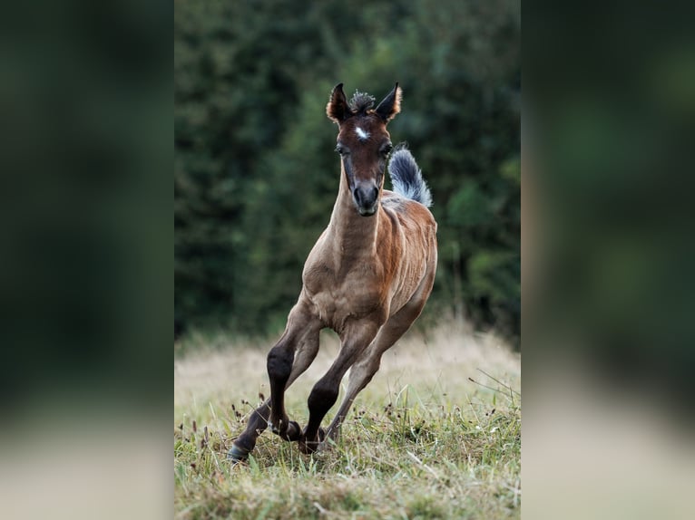 Arabe égyptien Étalon Poulain (07/2024) 160 cm Gris moucheté in Dietikon