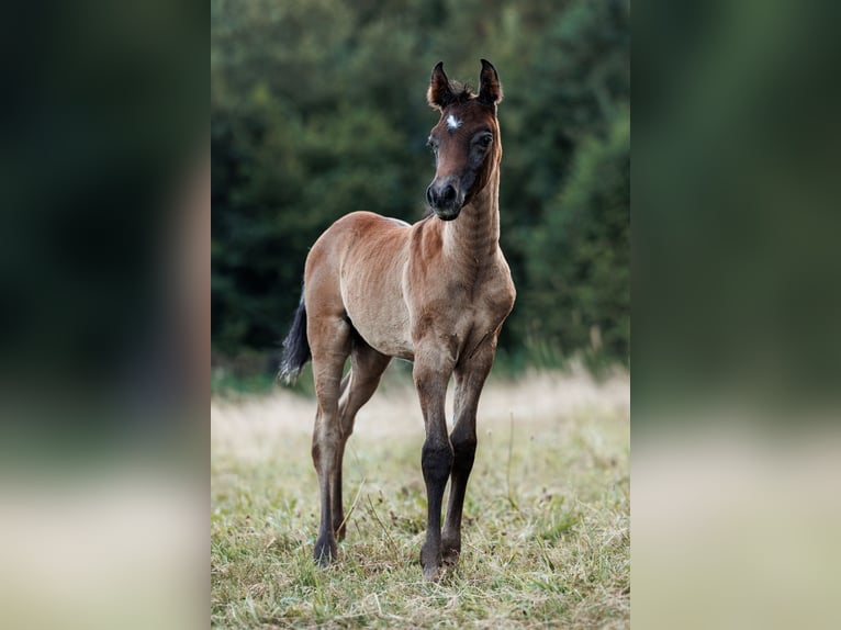 Arabe égyptien Étalon Poulain (07/2024) 160 cm Gris moucheté in Dietikon