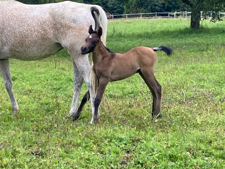 Arabe égyptien Étalon Poulain (07/2024) 160 cm Gris moucheté in Dietikon