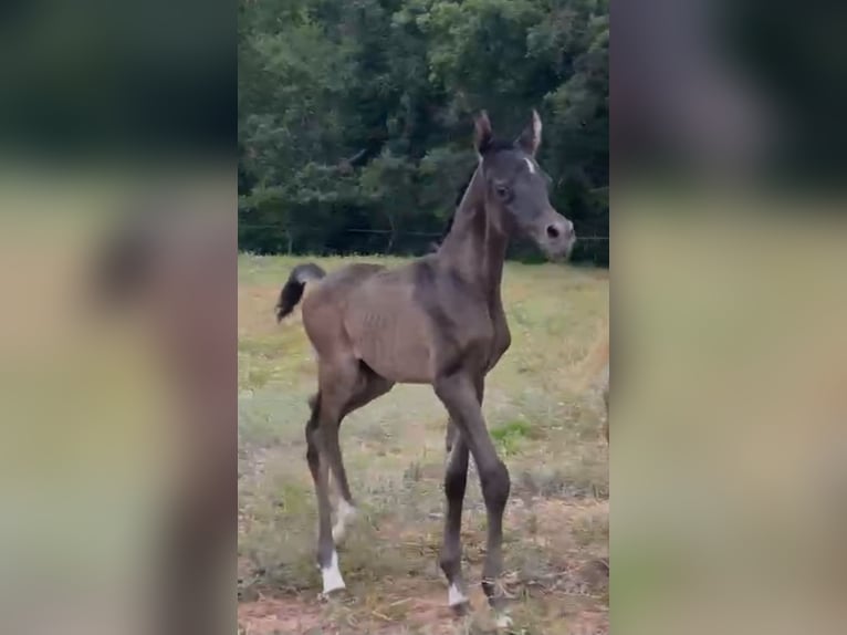Arabe égyptien Étalon  Gris in Sevilla
