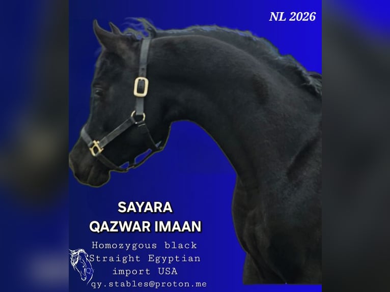 Arabe égyptien Étalon Rabicano in Groesbeek