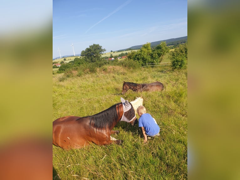 Arabe égyptien Hongre 10 Ans 146 cm Bai in Coppenbr&#xFC;gge